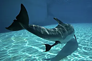 Fluke: Bottlenose Dolphin - Mother giving birth to Baby / Calf