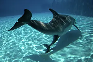 Fluke: Bottlenose Dolphin - Mother giving birth to Baby / Calf