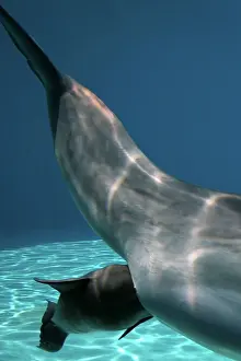 Fluke: Bottlenose Dolphin - Mother giving birth to Baby / Calf