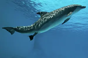 Cycles: Bottlenose Dolphin - Mother giving birth to Baby / Calf