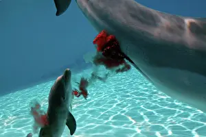 Cycles: Bottlenose Dolphin - Mother giving birth to Baby / Calf