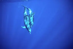 Mexcio: Bottlenose dolphin - Mother with large calf, diving