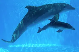 Bottlenose Dolphin - mother and newborn baby /