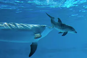 Recently: Bottlenose Dolphin - mother is stimulating her