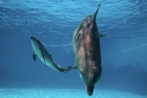 Immediately: Bottlenose Dolphin - Newborn Bab y Calf whistling