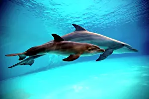 Marks: Bottlenose Dolphin - Newborn Baby / Calf dolphin