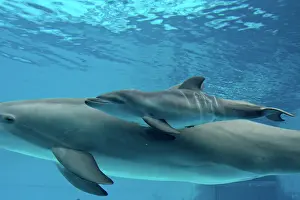 Marks: Bottlenose Dolphin - Newborn Baby / Calf dolphin