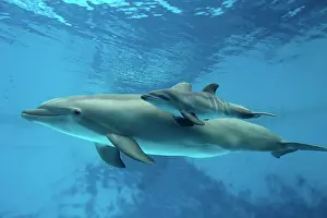 Cycles: Bottlenose Dolphin - Newborn Baby / Calf dolphin