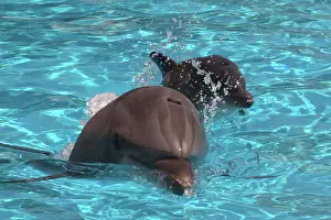 Breath: Bottlenose Dolphin - Newborn Baby / Calf first