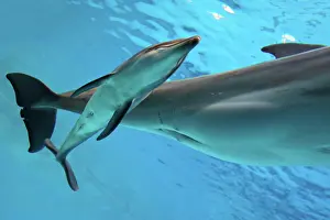Immediately: Bottlenose Dolphin - Newborn Baby / Calf with Mother