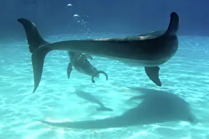 Immediately: Bottlenose Dolphin - Newborn Baby / Calf with Mother