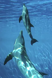 Immediately: Bottlenose Dolphin - Newborn Baby / Calf with Mother