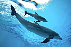 Immediately: Bottlenose Dolphin - Newborn Baby / Calf with Mother