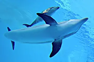 Immediately: Bottlenose Dolphin - Newborn Baby / Calf with Mother