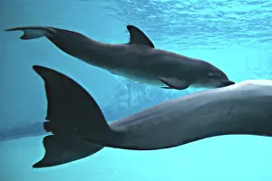 Immediately: Bottlenose Dolphin - Newborn Baby / Calf nursing