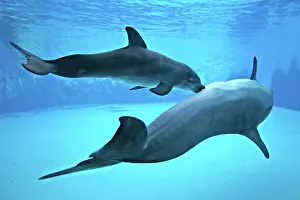 Cycles: Bottlenose Dolphin - Newborn Baby / Calf nursing