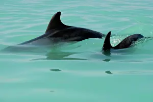 Karl Terblanche: Bottlenose Dolphin - pair of fins in the water
