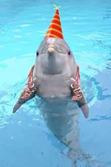 Streamers: Bottlenose dolphin - with party hat & streamers