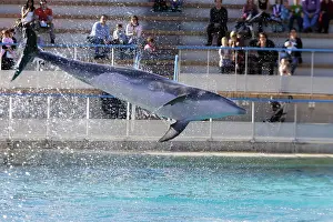 Audience: Bottlenose Dolphin - performing infront of audience