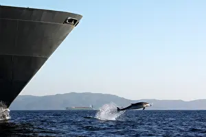 Encroachment: Bottlenose Dolphin - playing / bow riding in front
