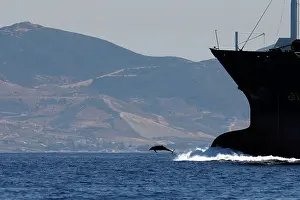 Encroachment: Bottlenose Dolphin - playing / bow riding in front