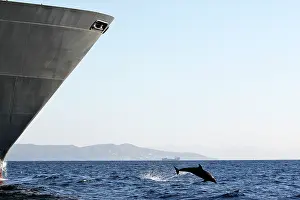 Encroachment: Bottlenose Dolphin - playing / bow riding in front