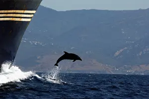 Encroachment: Bottlenose Dolphin - playing / bow riding in front
