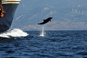 Encroachment: Bottlenose Dolphin - playing / bow riding in front
