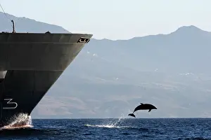 Encroachment: Bottlenose Dolphin - playing / bow riding in front