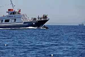 Gibraltar: Bottlenose Dolphin - playing / bow riding in front