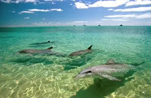 Auscape International: Bottlenose Dolphin - pod coming to be fed