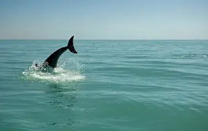 Karl Terblanche: Bottlenose Dolphin - re-entering the water after a dive