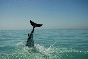 Karl Terblanche: Bottlenose Dolphin - re-entering the water after a dive