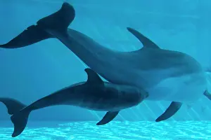 Recently: Bottlenose Dolphin - recently born calf and mother