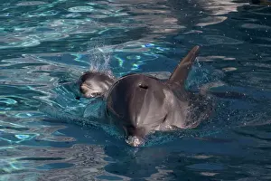 Breathe: Bottlenose Dolphin - recently born calf swims with