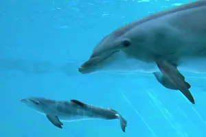 Recently: Bottlenose Dolphin - recently born calf swims with mother