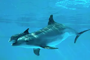 Recently: Bottlenose Dolphin - recently born calf swims with mother