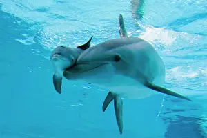 Bottlenose Dolphin - recently born calf swims with mother