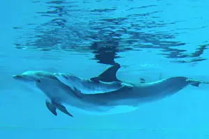 Recently: Bottlenose Dolphin - recently born calf swims with mother