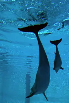 Recently: Bottlenose Dolphin - recently born calf swims with mother