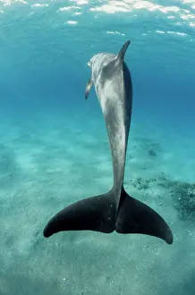 Fluke: Bottlenose Dolphin - showing tail from behind