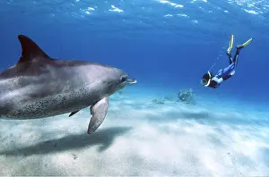Bottlenose: Bottlenose Dolphin - with snorkeller