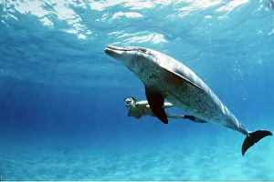 Bottlenose: Bottlenose Dolphin and Snorkeller