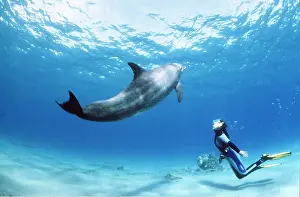 Bottlenose: Bottlenose Dolphin - with snorkeller