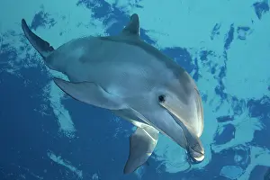 Bottlenose Dolphin - surfacing