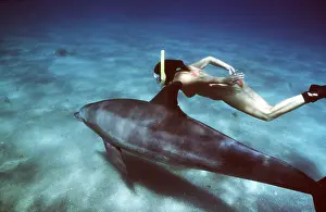 Bottlenose: Bottlenose Dolphin swiming with snorkeller