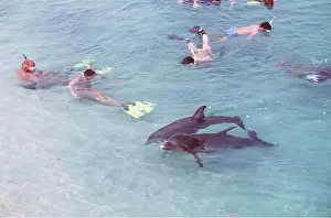 Worldwide: Bottlenose Dolphin - two with swimmers