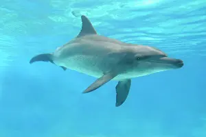 Aduncus: Bottlenose Dolphin - Swimming underwater