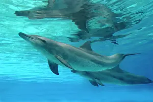 Aduncus: Bottlenose Dolphin - Swimming underwater