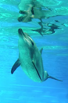 Aduncus: Bottlenose Dolphin - Swimming underwater